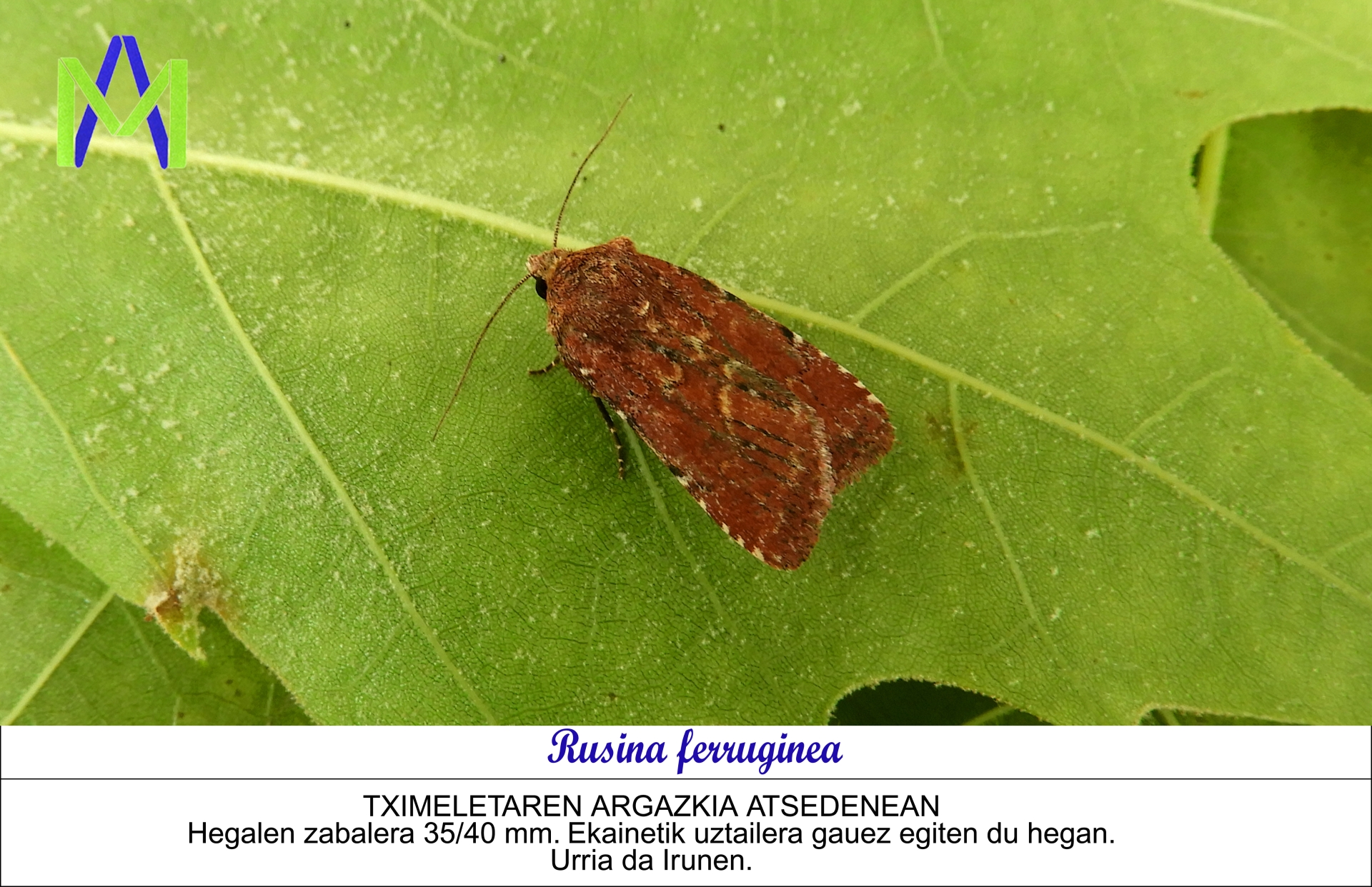 Insectos, Mariposas Nocturnas - Fauna y flora de Irún